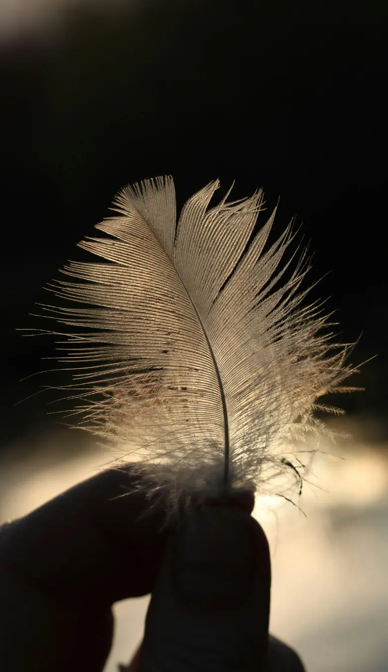 Eveil au corps & ressentis_plume