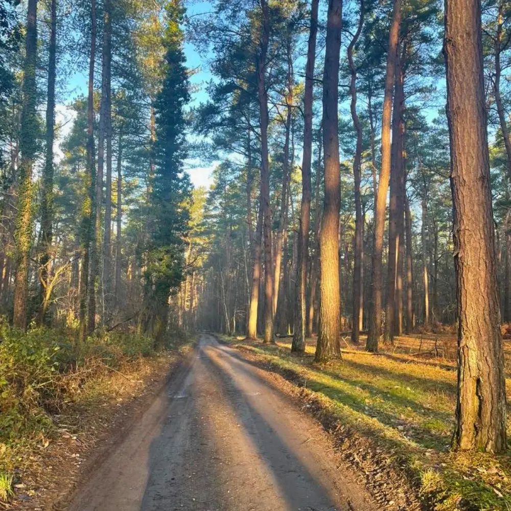 Chemin dans les bois