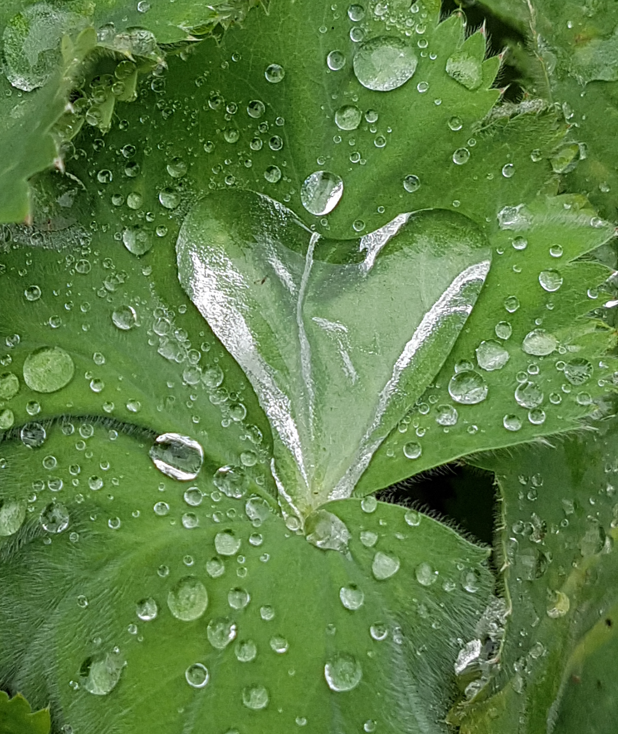 Coeur goutte d'eau