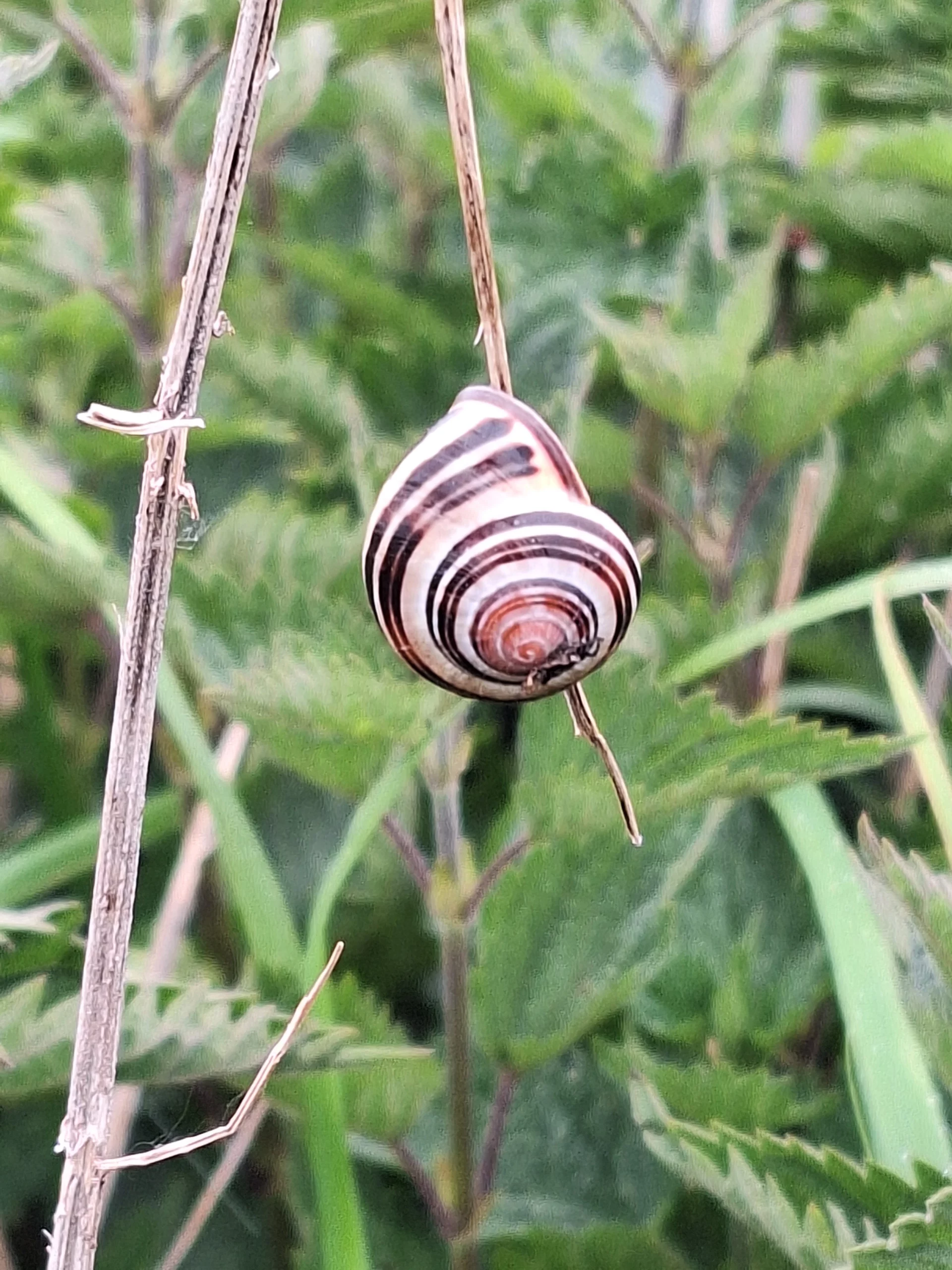 Escargot pendu